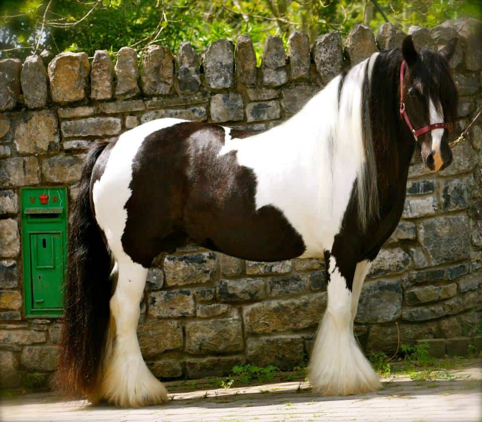 Clononeen Farm Gypsy Horses