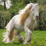 Cremello Draft Horse