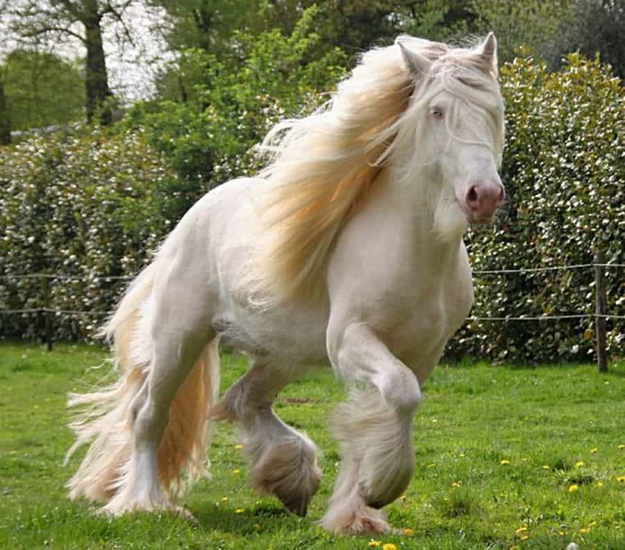 Cremello Draft Horse
