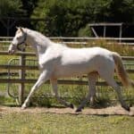 Cremello Horse appearance