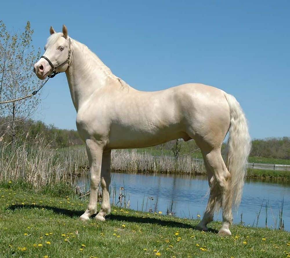 Cremello Horse color