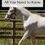 Cremello Horses Pin