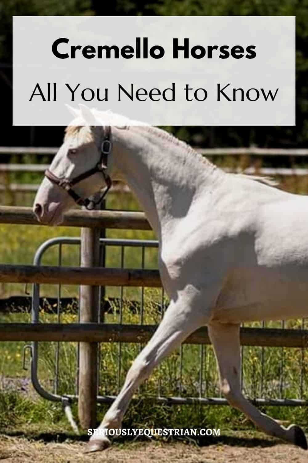 Cremello Horses Pin