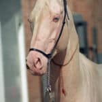 Cremello horse skin