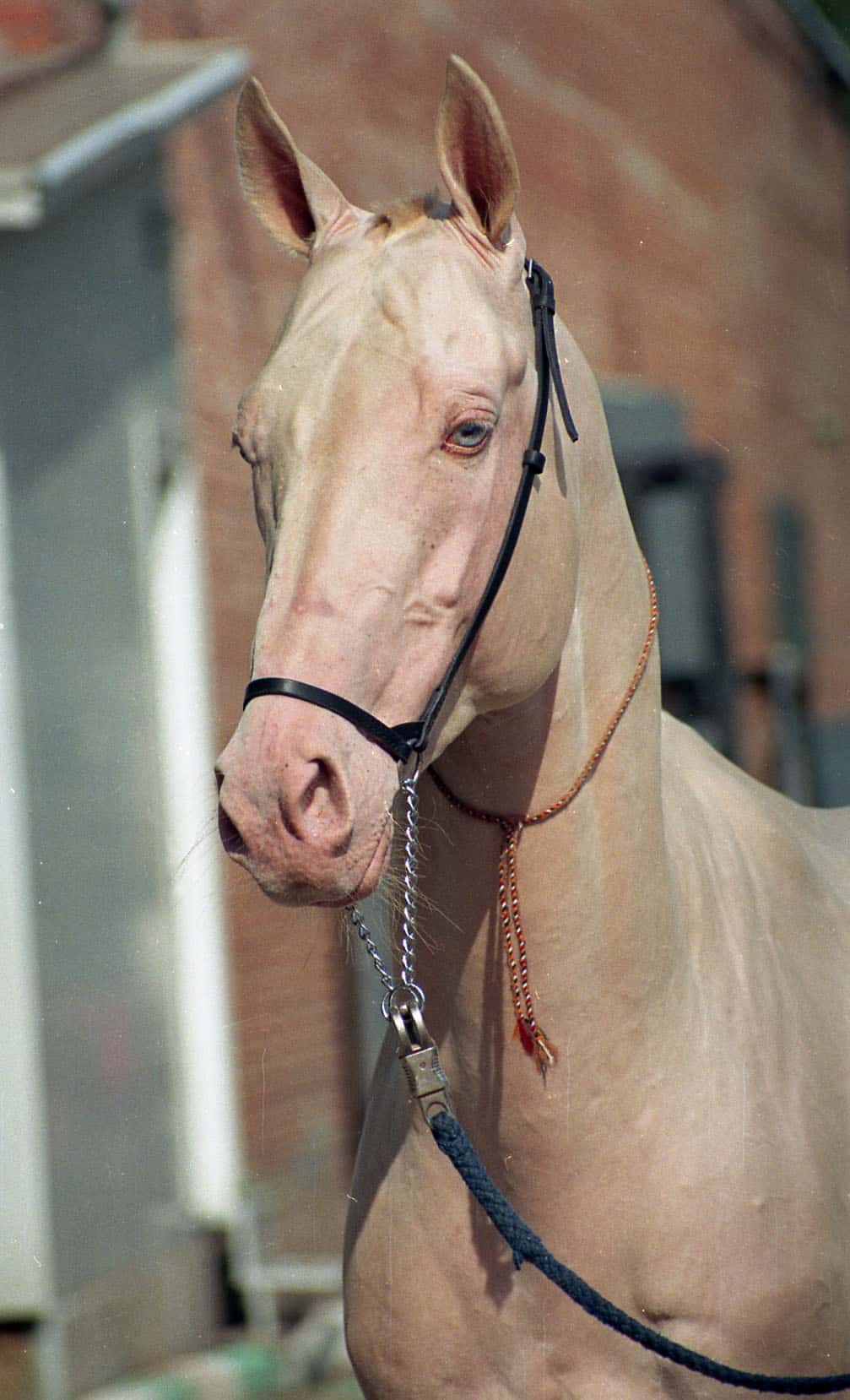 Cremello horse skin