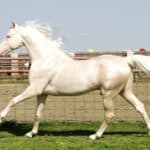 Cremello horses