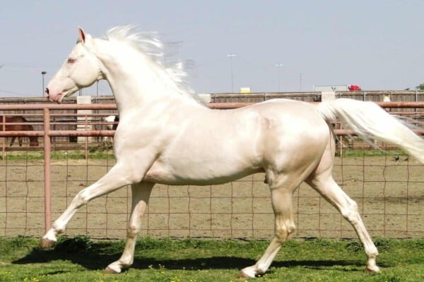 Cremello horses