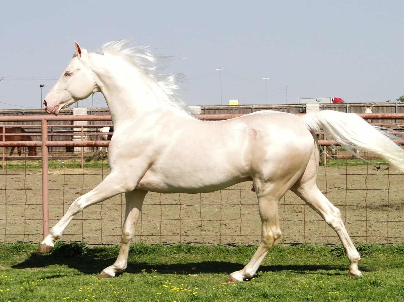 Cremello horses