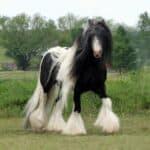 Friesian-Gypsy Vanner Crossbreed