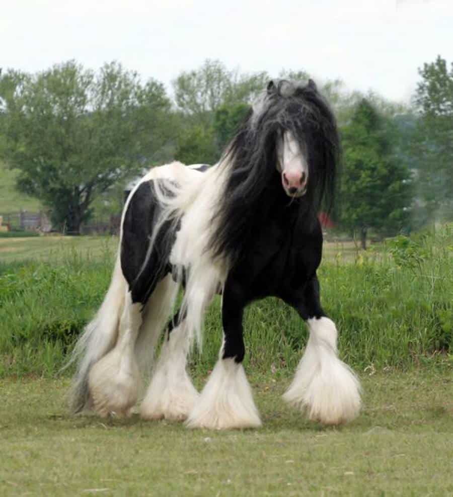 Friesian-Gypsy Vanner Crossbreed