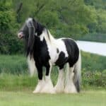 Gypsy Vanner Breed