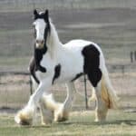 Gypsy Vanner Breed Origins