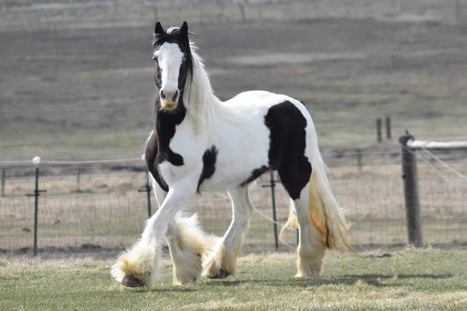 Gypsy Vanner Breed Origins