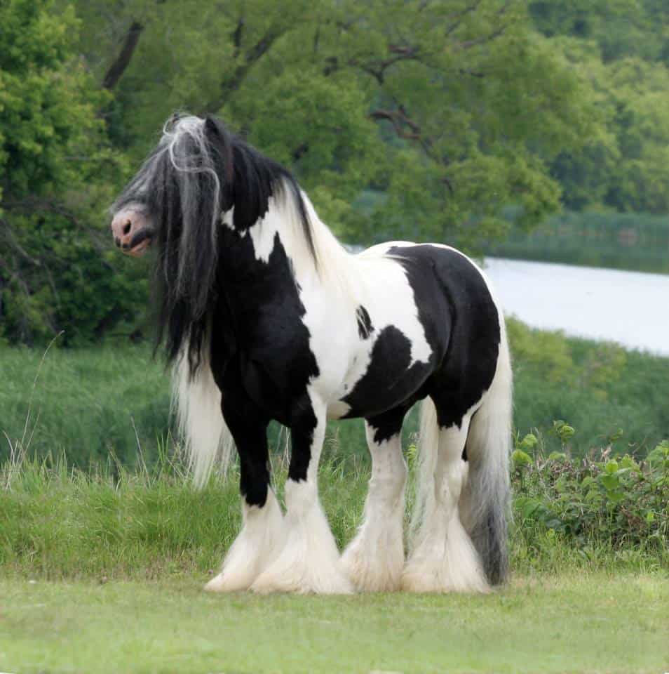 Gypsy Vanner Breed