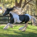 Gypsy Vanner Horses