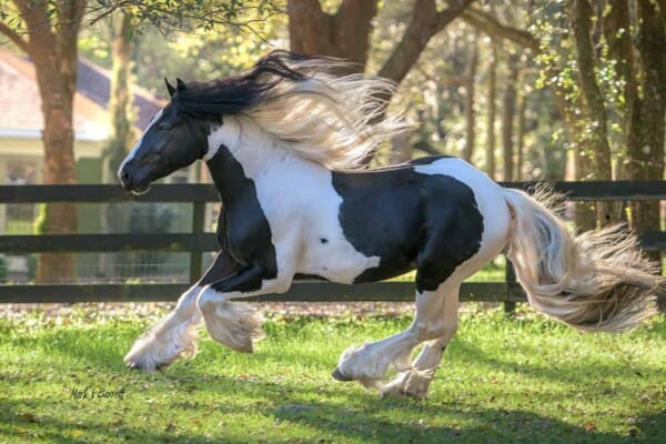 Gypsy Vanner Horses