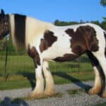 Gypsy Vanner Horses Cost