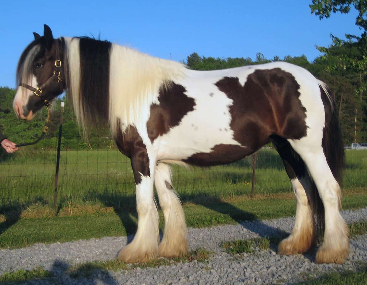 Gypsy Vanner Horses Cost