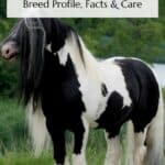 Gypsy Vanner Horses Pin