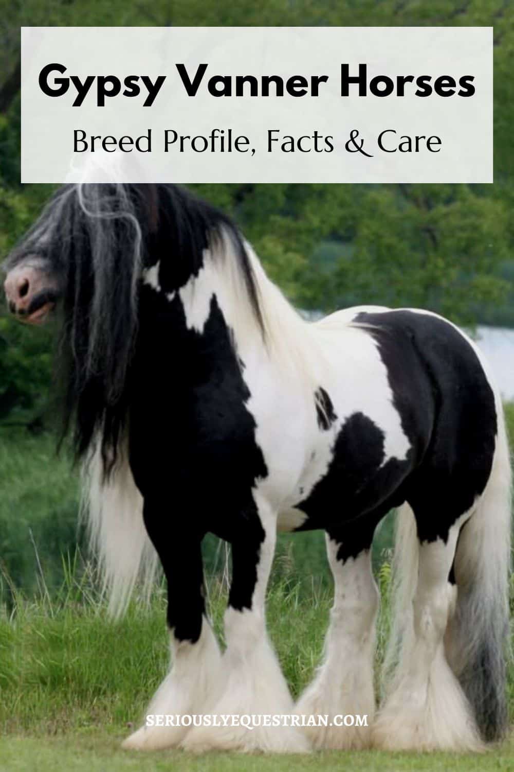 Gypsy Vanner Horses Pin