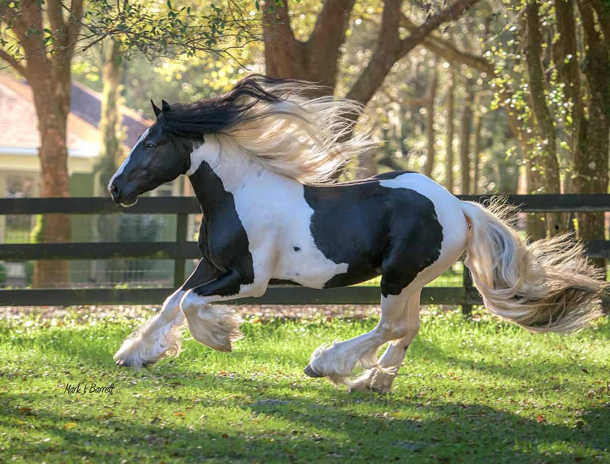 Gypsy Vanner Horses