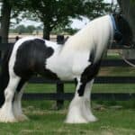 Gypsy Vanner Look