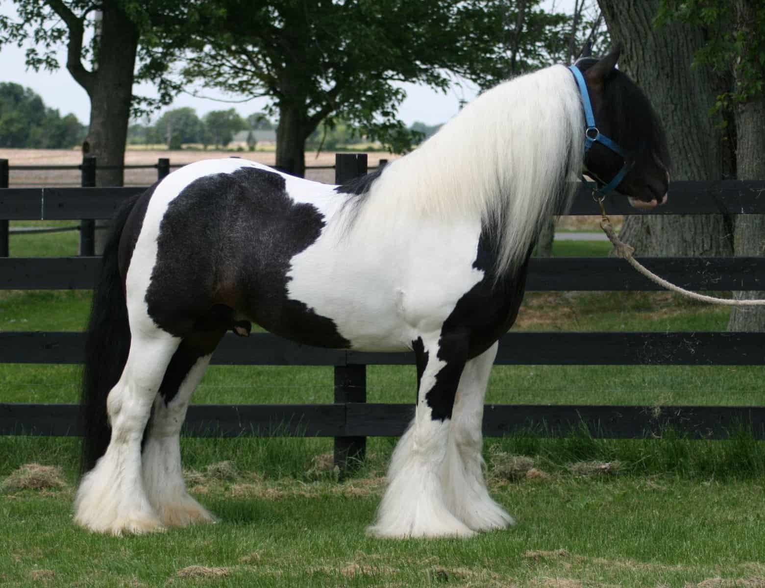 Gypsy Vanner Look