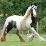 Gypsy Vanners Health Problems