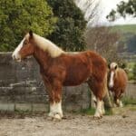 How Much Will a Breton Horse Cost