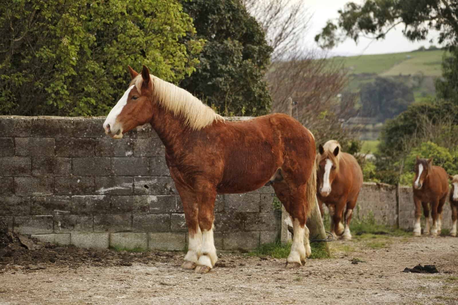 How Much Will a Breton Horse Cost
