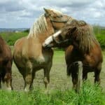 Postier Bretons at pasture