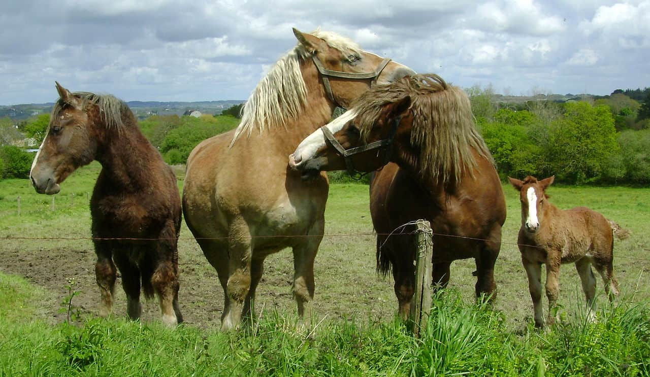 Postier Bretons at pasture