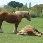 Postier Bretons at rest in pasture