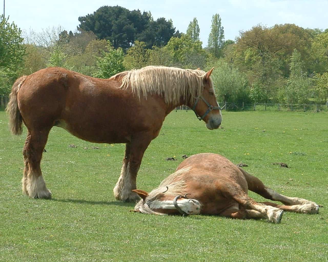 Postier Bretons at rest in pasture