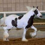 Should You Get a Gypsy Vanner Horse