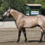Storm Shadow Warlander Stud