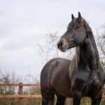 Valle Warlander Stud