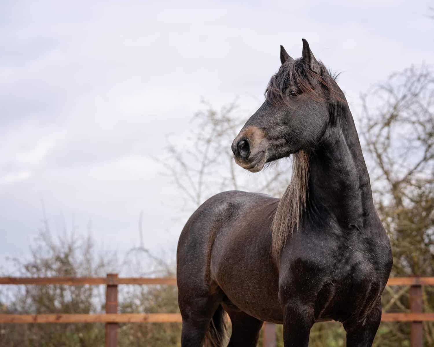 Valle Warlander Stud
