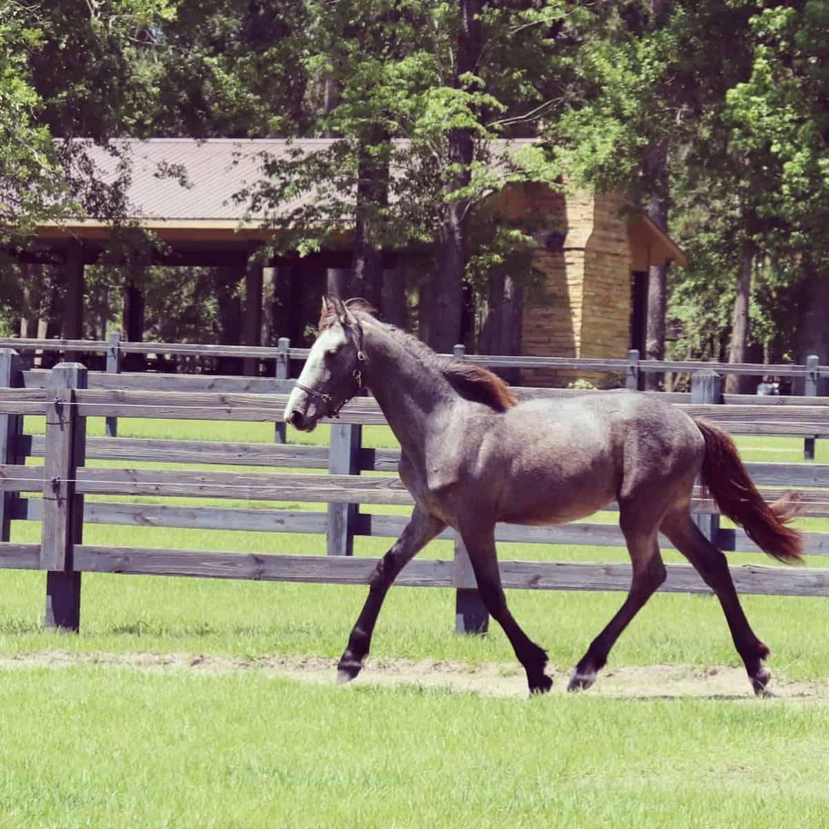 Warlander colt