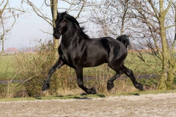 Warlander horse – Andalusian-Friesian Cross