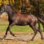 Warlander horse apperance