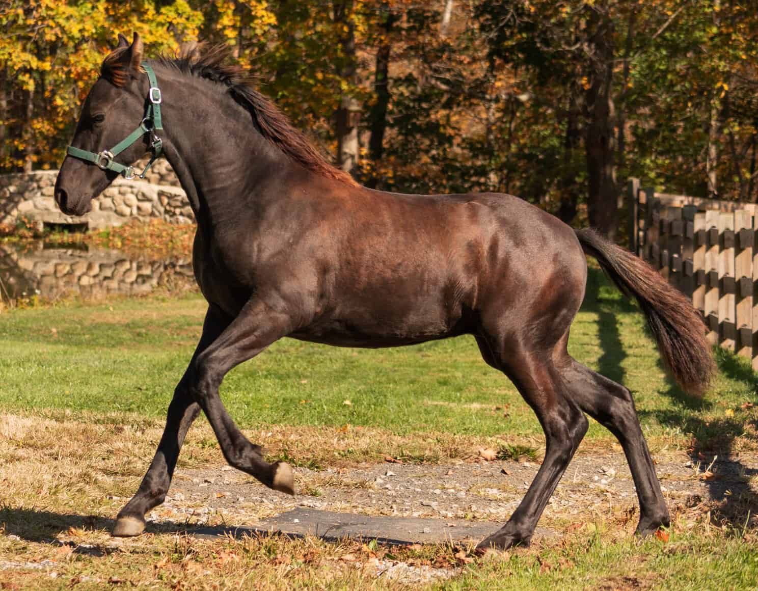 Warlander horse apperance