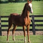 American Saddlebred