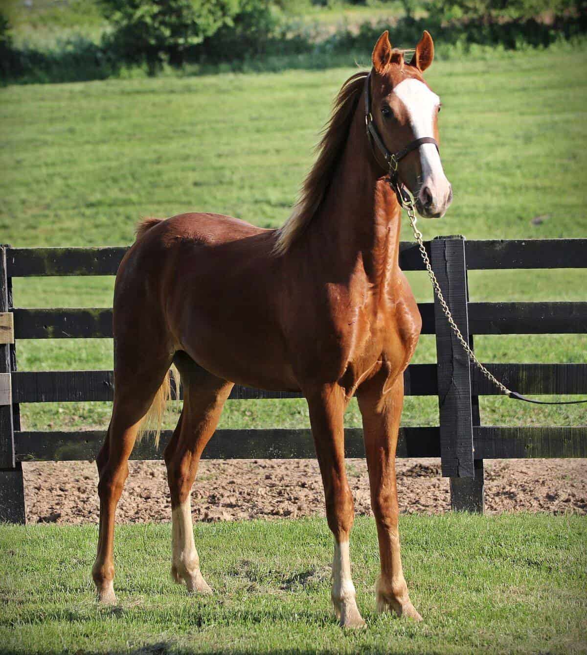 American Saddlebred