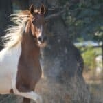 Andalusian horse