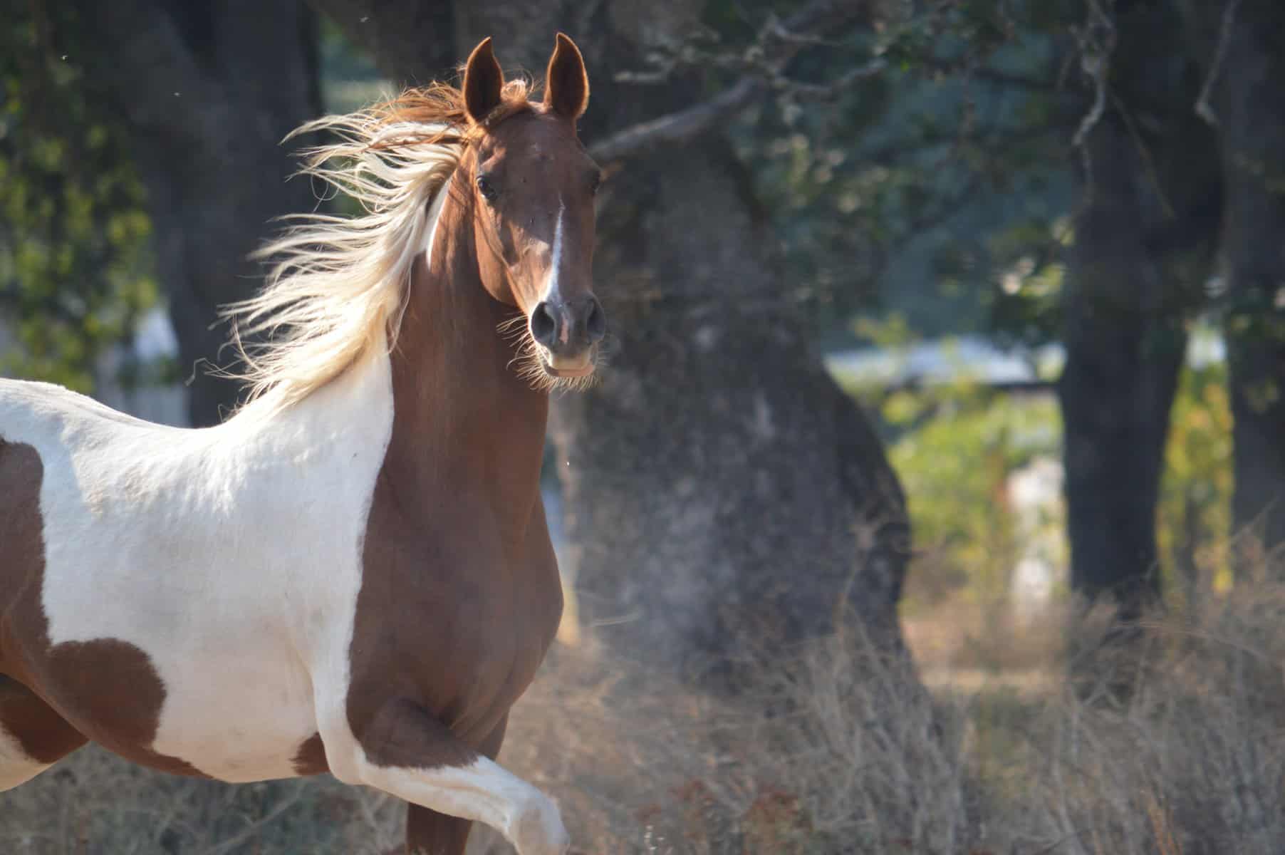 Andalusian horse