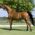 Arabian horse