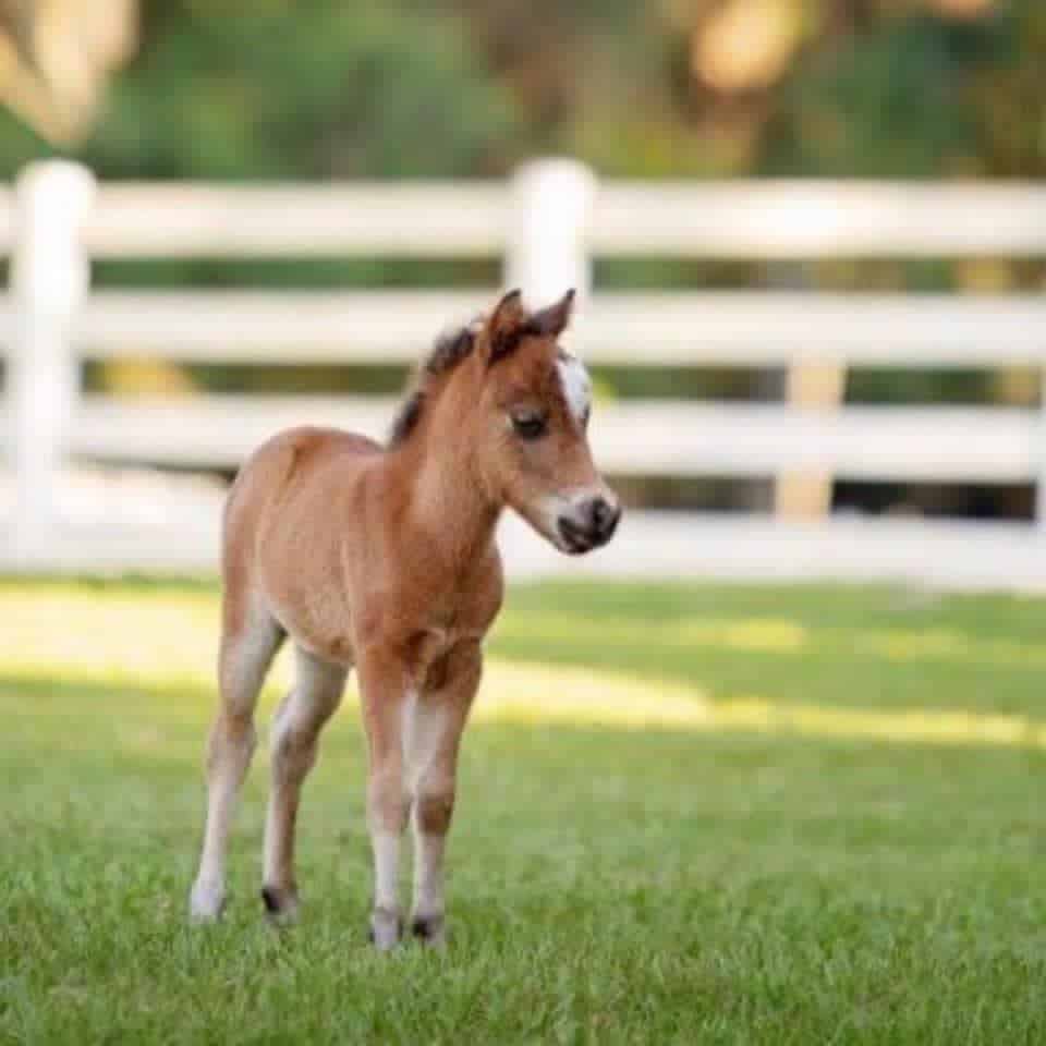 Ava The Miniature Horse