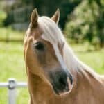 Beautiful Haflinger Horse