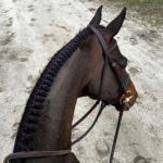 Braided Horse Mane